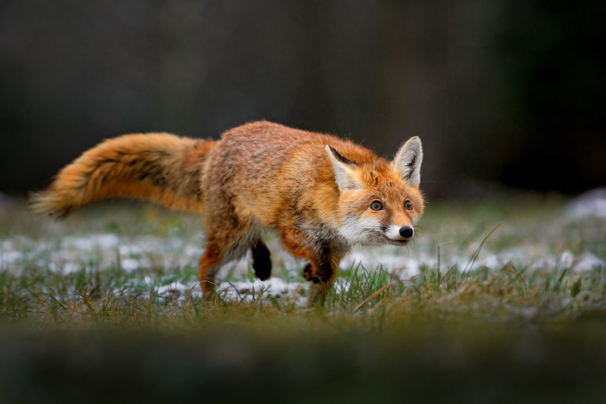  Ihre Wildkamera von revierbedarf.at wird bereits vollständig konfiguriert und einsatzbereit zu Ihnen geliefert.